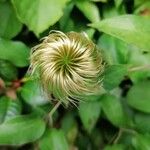 Clematis patens花