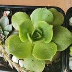Aeonium nobile 葉