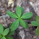 Chimaphila umbellata Ліст