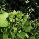 Arctium lappaFrukt