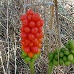 Arum italicumKita