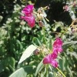 Impatiens balsaminaFlower