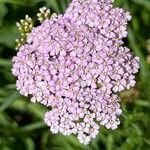 Achillea × roseoalba Blomst