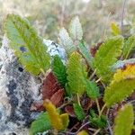 Dryas octopetala Φύλλο