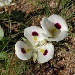 Calochortus eurycarpus Blüte