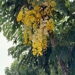 Cassia fistula പുറംതൊലി