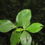 Hippotis panamensis Hoja