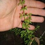 Scoparia dulcis List