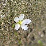 Sagina nodosa Fleur