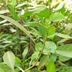 Psychotria calva 果実