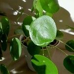 Peperomia polybotrya Blatt