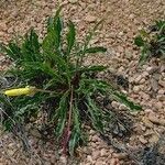 Oenothera howardii ᱛᱟᱦᱮᱸ