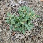 Helianthemum squamatum Hoja