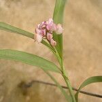 Polystachya rhodoptera Flower