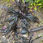 Ophiopogon planiscapus 整株植物