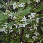 Daphne alpina Flower