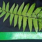 Diplazium esculentum Leaf