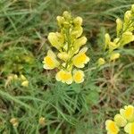 Linaria angustissimaBlomst