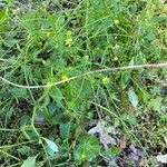 Ranunculus abortivus Feuille