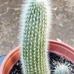 Cleistocactus strausii Coajă