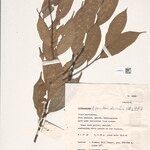 Lithocarpus pseudomoluccus Άλλα