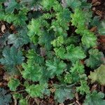 Heuchera maxima Feuille