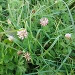 Trifolium hybridum Habit