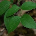 Lathyrus venetus Blad