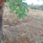 Acacia farnesiana برگ