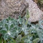 Lupinus texensis Hostoa