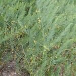 Asparagus macrorrhizus Habit