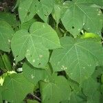 Gossypium herbaceum Likasa