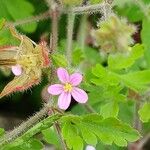 Geranium purpureum फूल