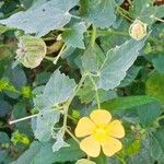 Abutilon indicumFlower