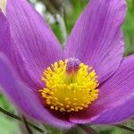Anemone pulsatilla Flower