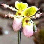 Paphiopedilum glaucophyllum Květ