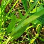 Lathyrus linifolius Hoja