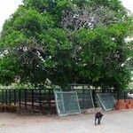 Ficus obtusifolia Habit