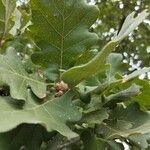 Quercus pubescens पत्ता