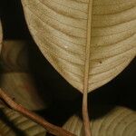 Micropholis crotonoides Leaf