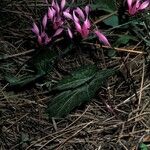 Cyclamen repandum عادت