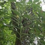 Syngonium macrophyllum Habitus