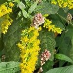 Solidago rugosa Blüte