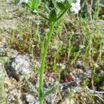 Cryptantha pterocarya Хабит