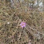 Fagonia cretica Blüte