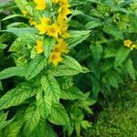 Lysimachia punctataКветка