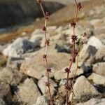 Saxifraga cernua Habit