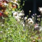 Cirsium arvense Habit