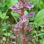 Orobanche minor Hábito