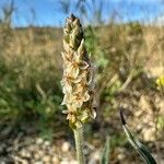 Plantago ovata Virág